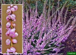 Calluna Vulgaris H.E. Beale