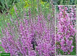 Calluna Vulgaris Heidesinfonie 