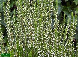 Calluna Vulgaris Helena