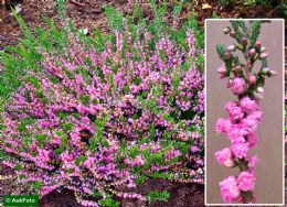 Calluna Vulgaris J.H. Hamilton