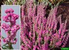 Vis produktside for: Calluna Vulgaris Jana