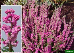 Calluna Vulgaris Jana