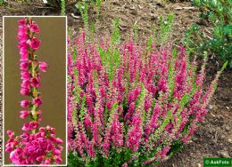 Calluna Vulgaris Josi