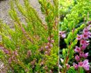 Vis produktside for: Calluna Vulgaris Julia