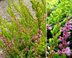 Calluna Vulgaris Julia