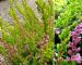 Calluna Vulgaris Julia