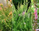 Vis produktside for: Calluna Vulgaris Kerstin