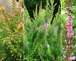 Calluna Vulgaris Kerstin