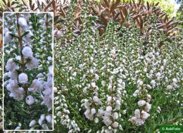 Calluna Vulgaris Kinlochruel