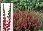 Vis produktside for: Calluna Vulgaris Larissa