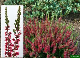 Calluna Vulgaris Larissa