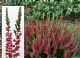 Calluna Vulgaris Larissa