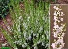 Vis produktside for: Calluna Vulgaris Long White 