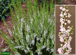 Calluna Vulgaris Long White 