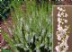 Calluna Vulgaris Long White 