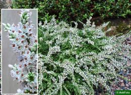 Calluna Vulgaris Low White