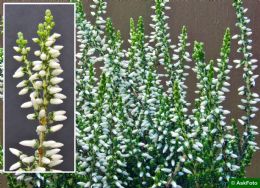 Calluna Vulgaris Madonna 