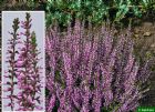 Vis produktside for: Calluna Vulgaris Marleen 