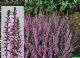 Calluna Vulgaris Marleen 