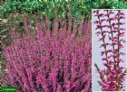 Vis produktside for: Calluna Vulgaris Marlies