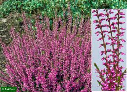 Calluna Vulgaris Marlies