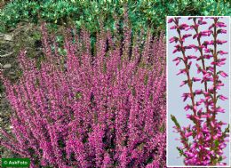 Calluna Vulgaris Marlies