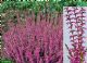 Calluna Vulgaris Marlies