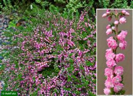 Calluna Vulgaris Red Farvorit