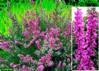 Vis produktside for: Calluna Vulgaris Red Pimpernel