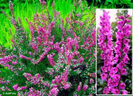 Calluna Vulgaris Red Pimpernel