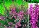 Calluna Vulgaris Red Pimpernel